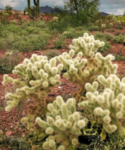 Böhnke, Eddi - Cholla Cactus, Arizona