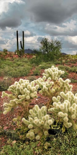 Böhnke, Eddi - Cholla Cactus, Arizona