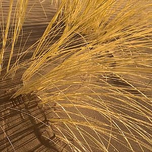 Böhnke, Eddi - Dune Grass Namibia I