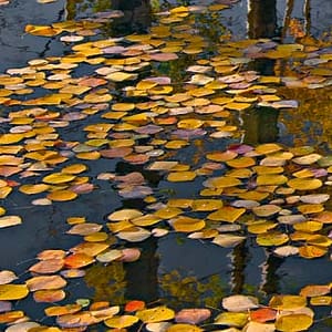 Böhnke, Eddi - Colorado Pond