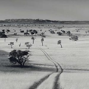 Böhnke, Eddi - Namib Savannah