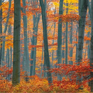 Böhnke, Eddi - Im Elm, Niedersachsen