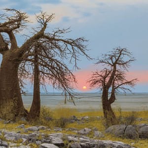 Böhnke, Eddi - Baobabs, Botswana