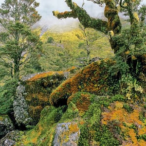 Böhnke, Eddi - Fjordland, Neuseeland