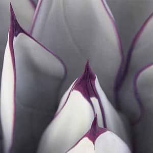 Böhnke, Eddi - Detail einer Agave