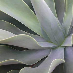 Böhnke, Eddi - Detail Aloe Vera