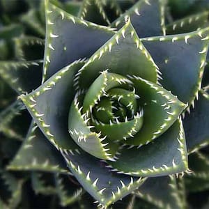 Böhnke, Eddi - Aloe Vera