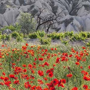 Böhnke, Eddi - Türkischer Mohn