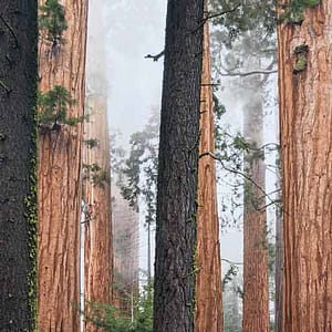 Böhnke, Eddi - California red wood