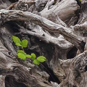 Böhnke, Eddi - California root