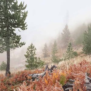 Böhnke, Eddi - California root 2