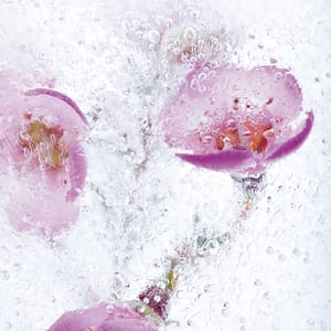 Hesse, Janet - Perlentaucher