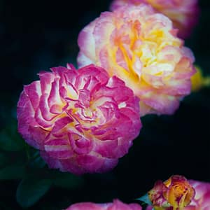 Hesse, Janet - Rose