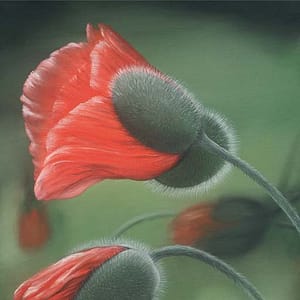 Krenzer, Angela - Erwachen 1