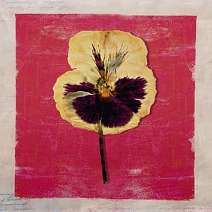 Minai, Shahram - StiefmÃ¼tterchen