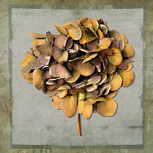 Minai, Shahram - Hortensie