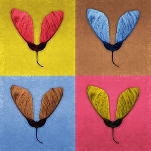 Minai, Shahram - Entfaltung 3