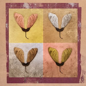 Minai, Shahram - Entfaltung 5