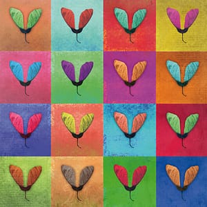 Minai, Shahram - Entfaltung 7