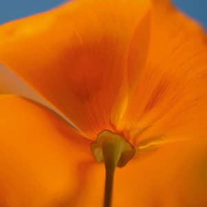 Rateike, Michael - Sonnensegel