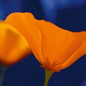 Rateike, Michael - Sonnenkelch