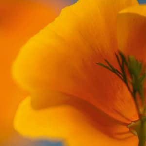 Rateike, Michael - SonnenfÃ¤nger