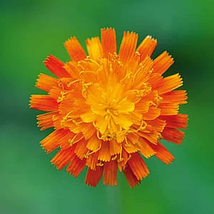 Rateike, Michael - Sonne