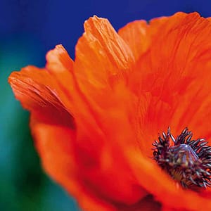 Rateike, Michael - Mohn Rot