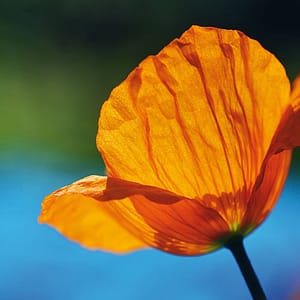 Rateike, Michael - Mohn Orange