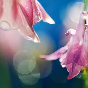 Rateike, Michael - Zartes Lila 1