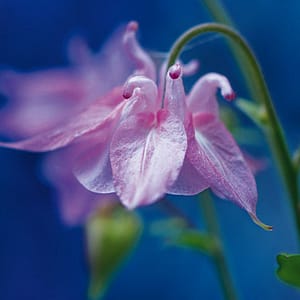 Rateike, Michael - Zartes Lila 2