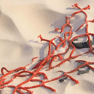 Schroeter, Udo - Netz Im Sandstrand