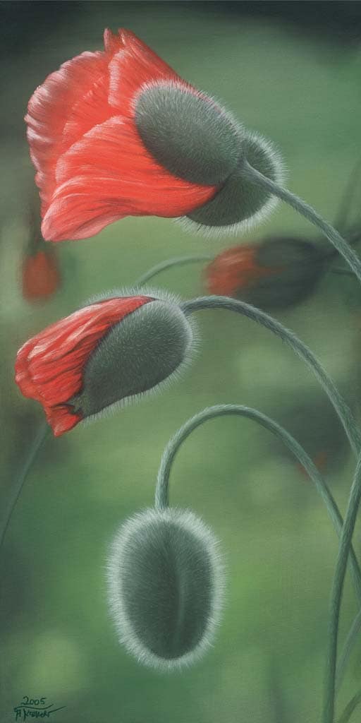 Krenzer, Angela - Erwachen 1