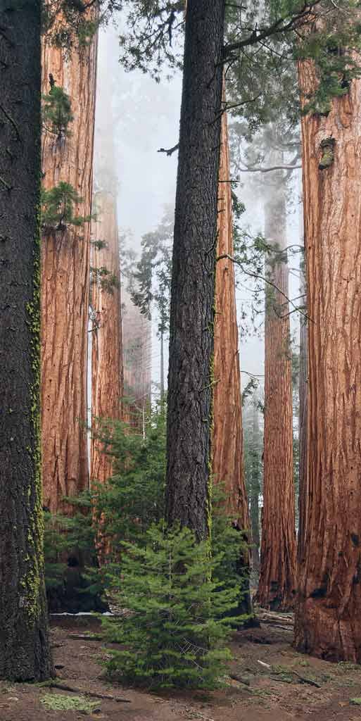 Böhnke, Eddi - California red wood