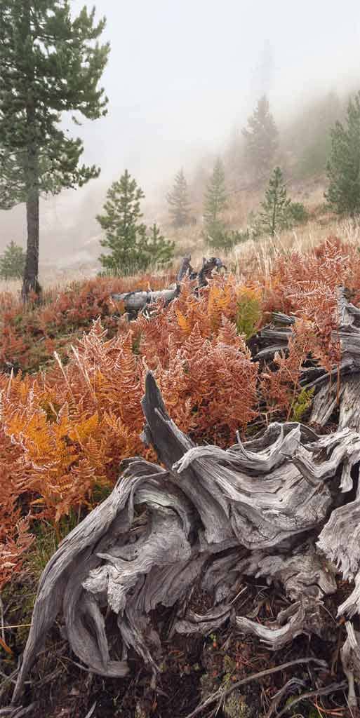 Böhnke, Eddi - California root 2