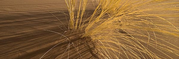 Böhnke, Eddi - Dune Grass Namibia I