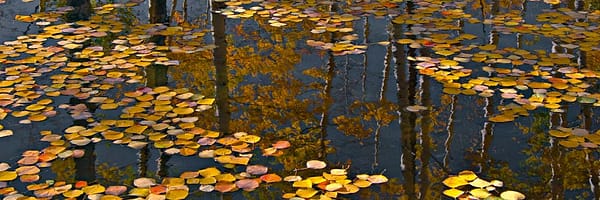 Böhnke, Eddi - Colorado Pond