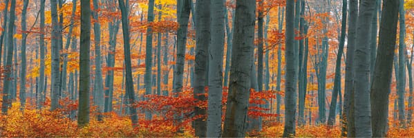 Böhnke, Eddi - Im Elm, Niedersachsen