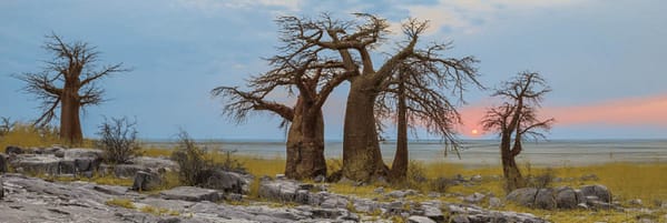 Böhnke, Eddi - Baobabs, Botswana