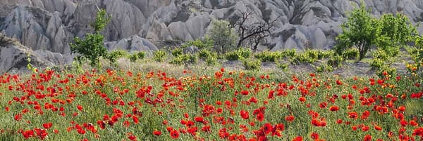 Böhnke, Eddi - Türkischer Mohn