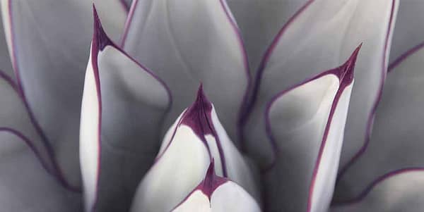 Böhnke, Eddi - Detail einer Agave