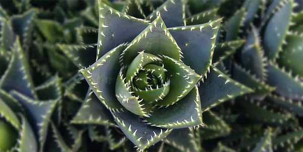 Böhnke, Eddi - Aloe Vera