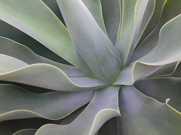 Böhnke, Eddi - Detail Aloe Vera
