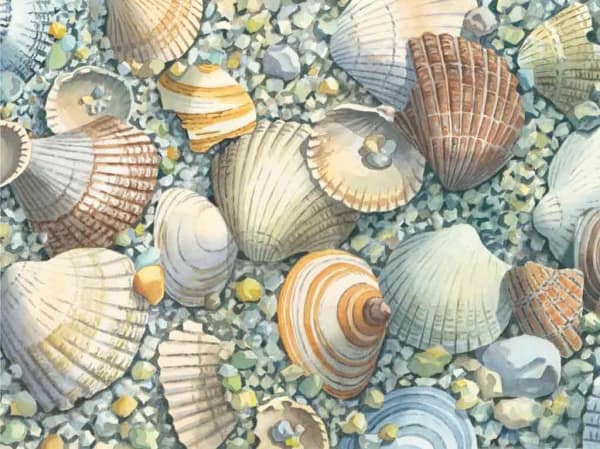 Rieckhoff, Juergen - Muscheln auf Kies