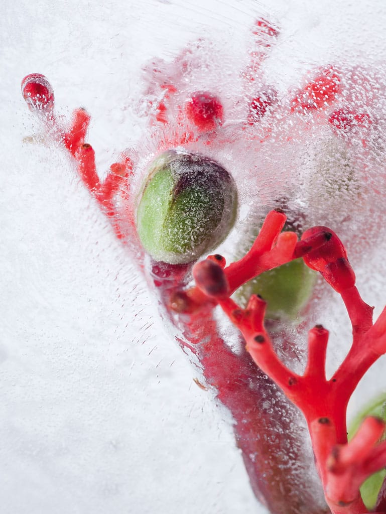 Hesse, Janet - Korallenblume 1 Hesse, Janet - Korallenblume