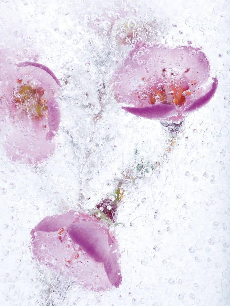 Hesse, Janet - Perlentaucher